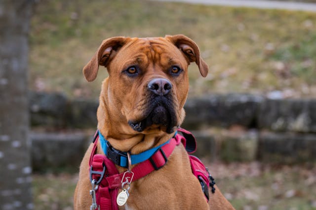 HUGO