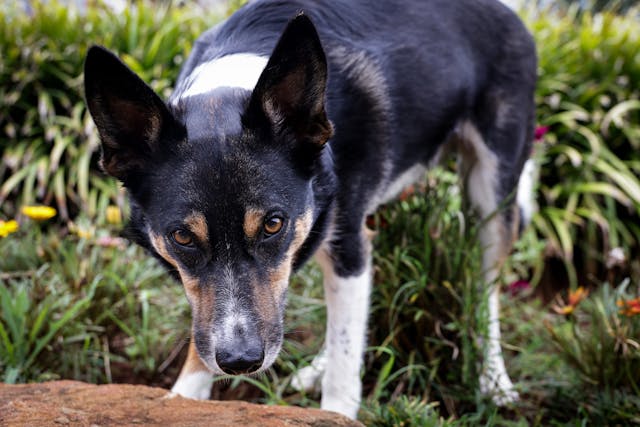 BRAM