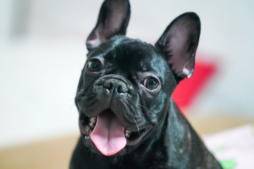 PUPPY FOUNDATIONS