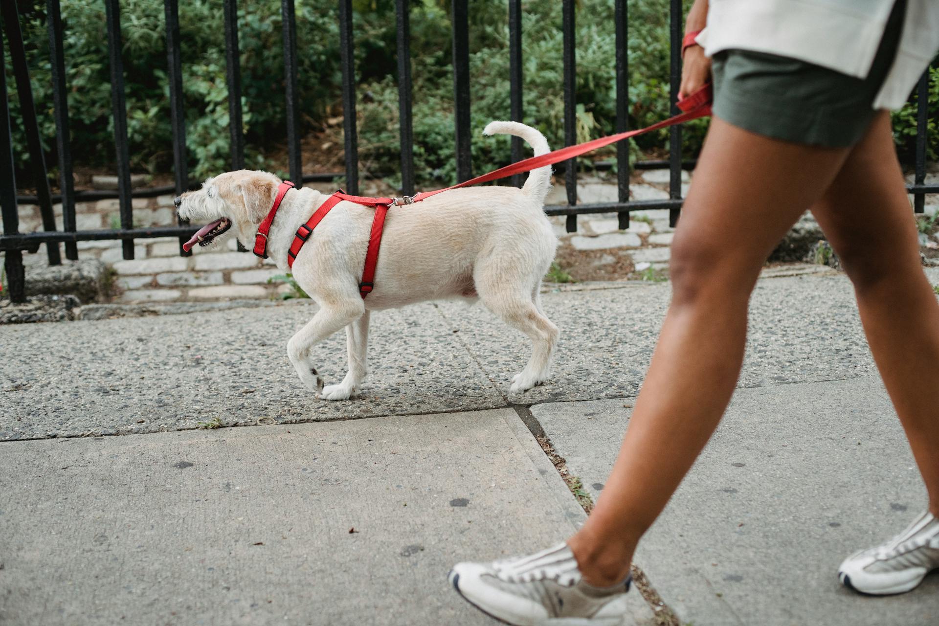 THE DIFFERENCE BETWEEN A REACTIVE DOG AND AN AGGRESSIVE DOG