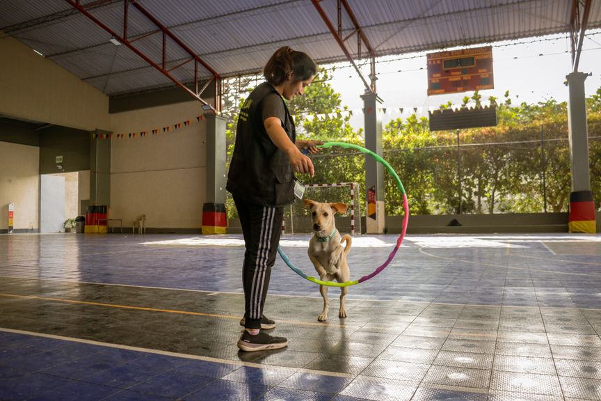 adoption-2