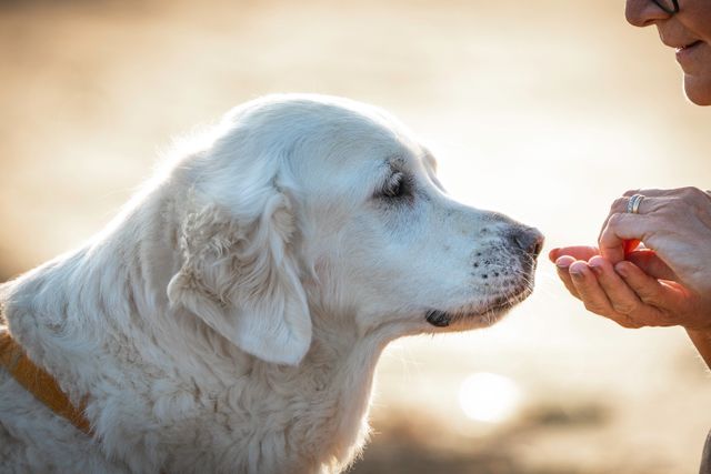 dog_home-2